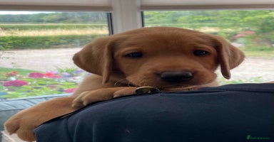 Labrador Retriever dogs - Advert 14