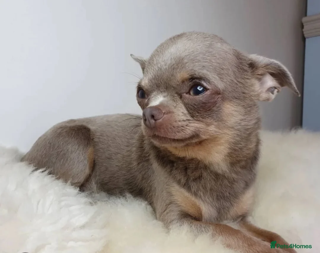 Chihuahua dogs for sale: 2 lovely chihuahua puppies  in London - Advert 5