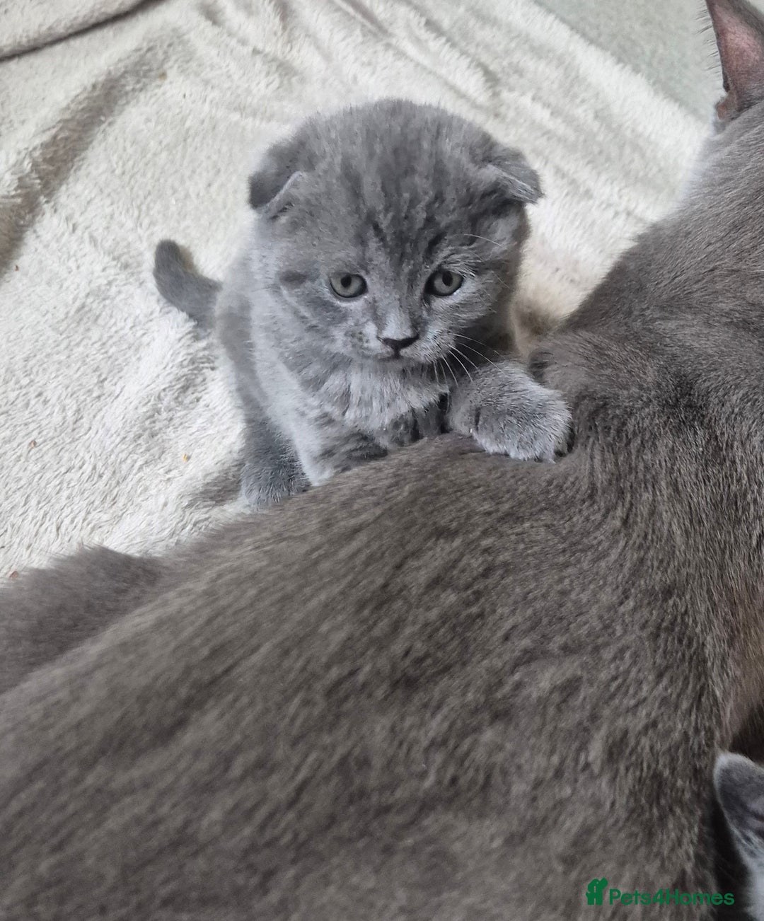 Scottish Fold cats for sale: Scottish fold/straight, lilac and grey colour  - Advert 4