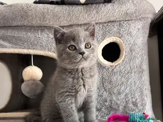 British Shorthair cats British Shorthair Boy 💙 - Advert 2