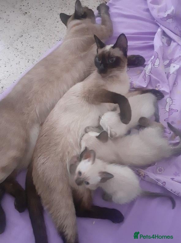 Siamese cats The Crown Jewels of Companionship-Siamese Kittens - Advert 1