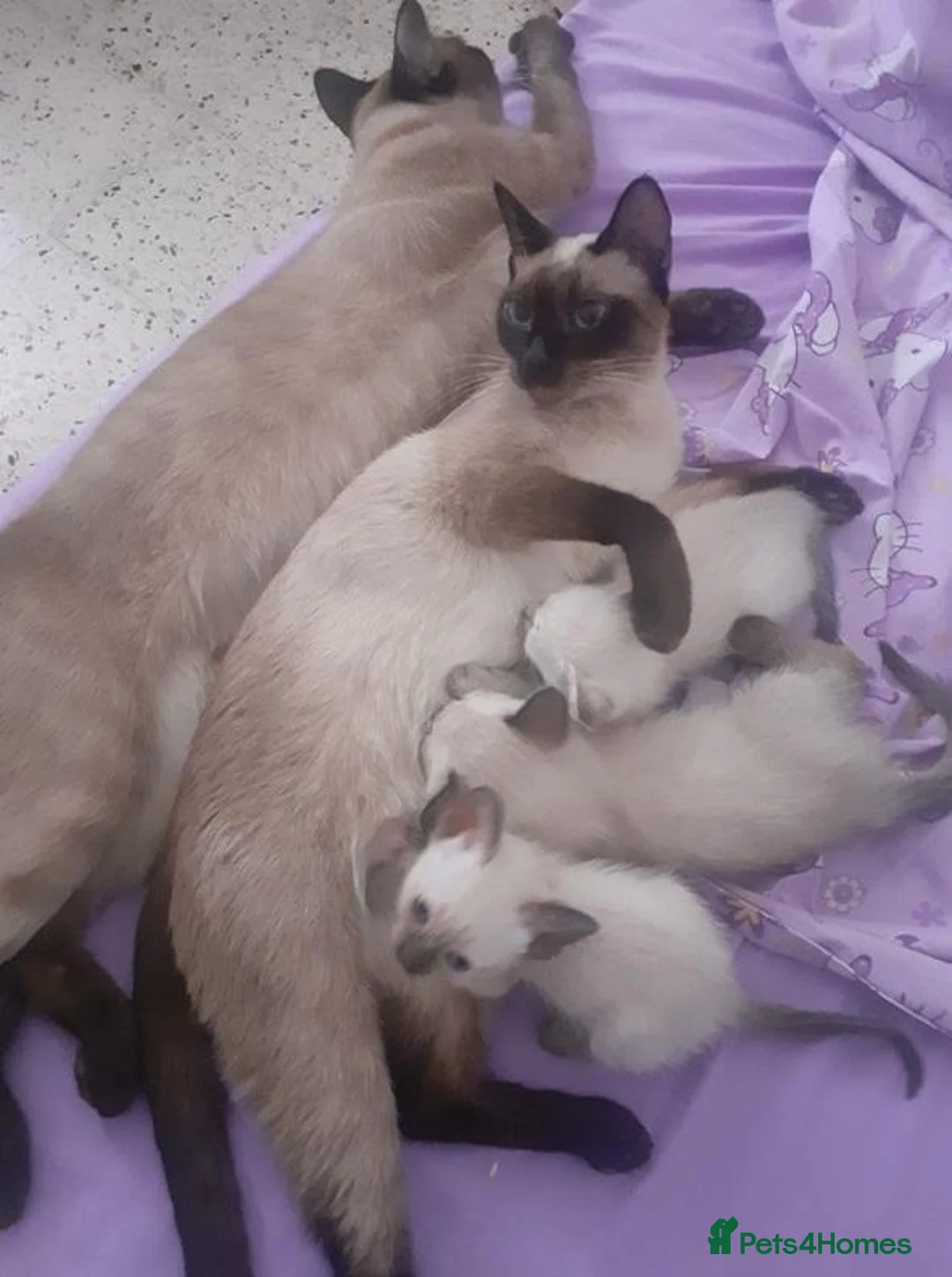 Siamese cats for sale: The Crown Jewels of Companionship-Siamese Kittens in Norwich - Advert 1