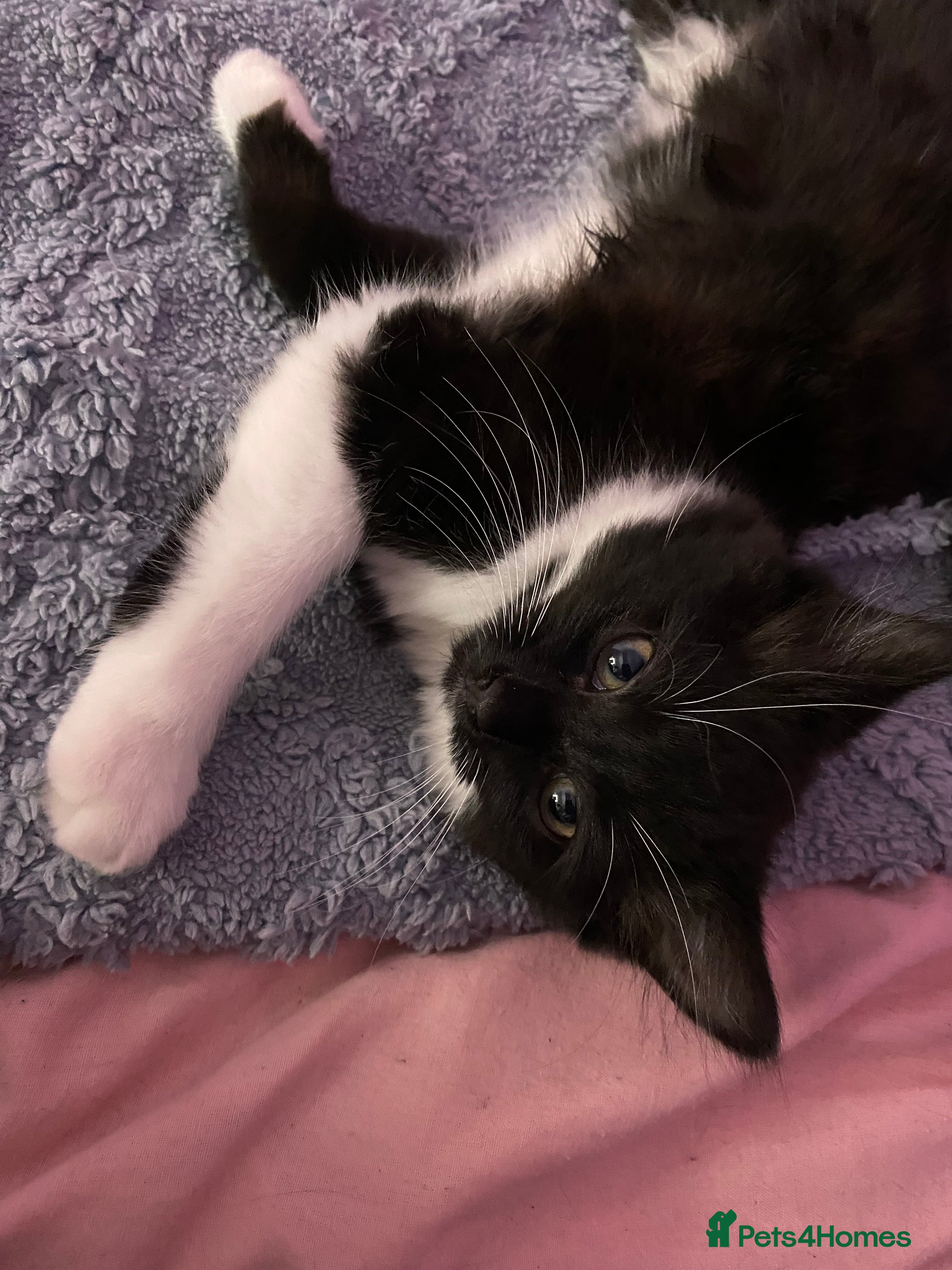 Mixed Breed cats for sale: Tuxedo kittens looking for their forever homes  - Advert 3