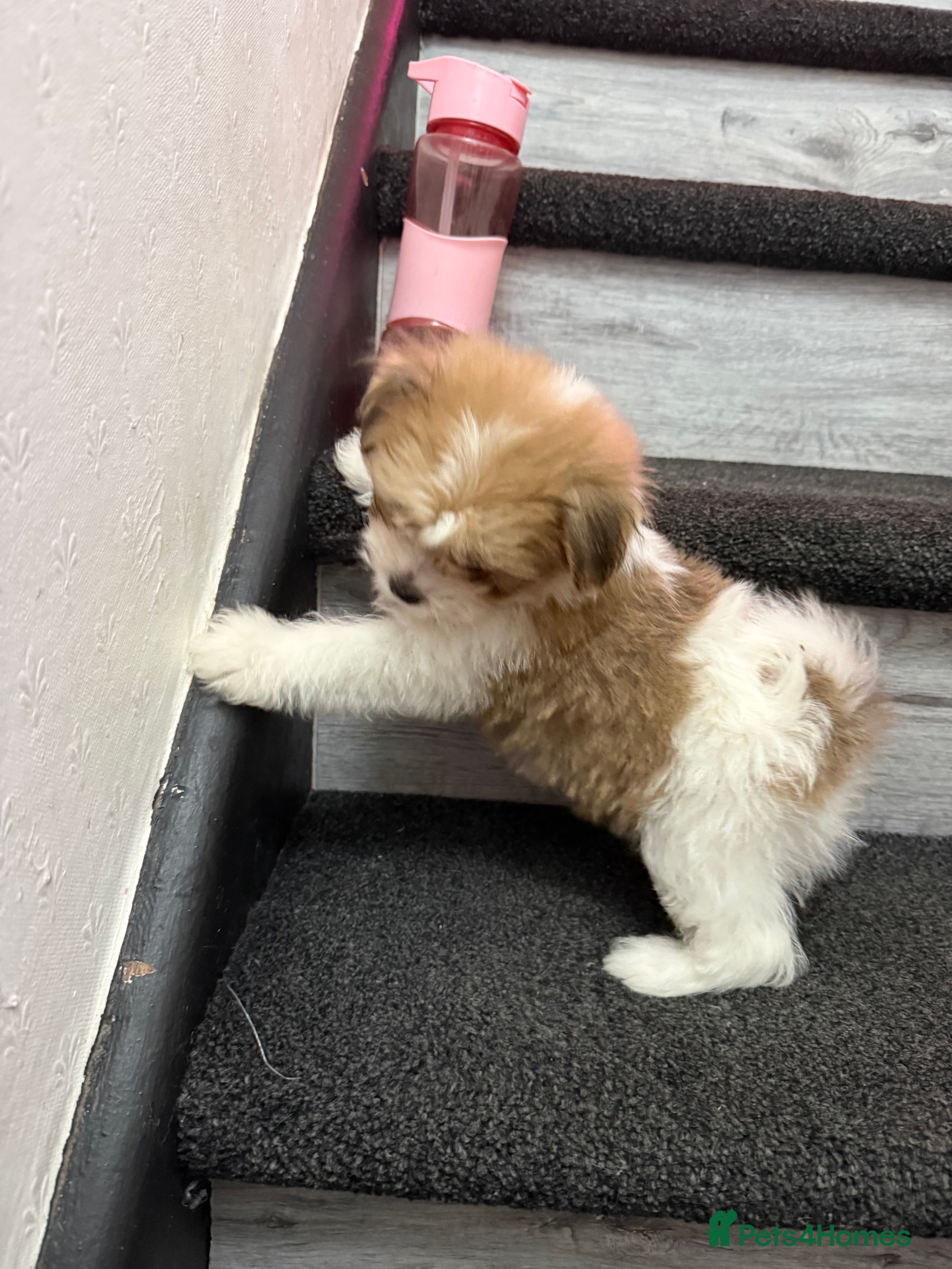 Mixed Breed dogs Beautiful pups for sale! Ready now!  - Advert 17