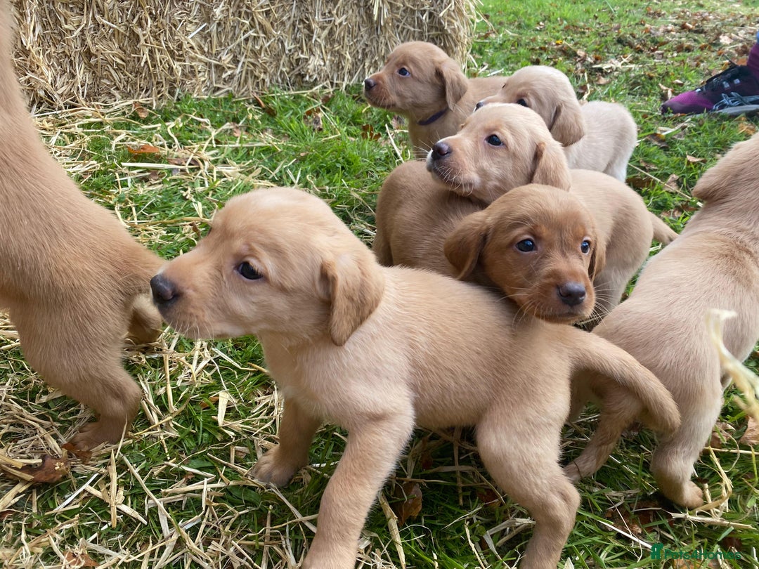 Labrador Retriever dogs for sale: Labrador retriever puppies for sale  - Image 21