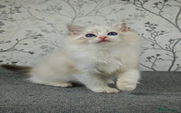 Ragdoll cats for sale: Regional Winner READY TO Go LAST BOY AND GIRL - Image 1
