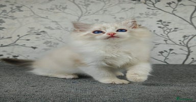 Ragdoll cats - Advert 3