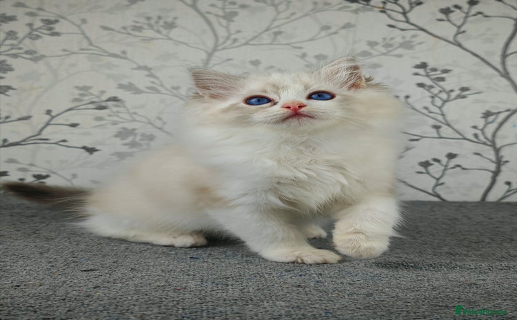 Ragdoll cats - Advert 2