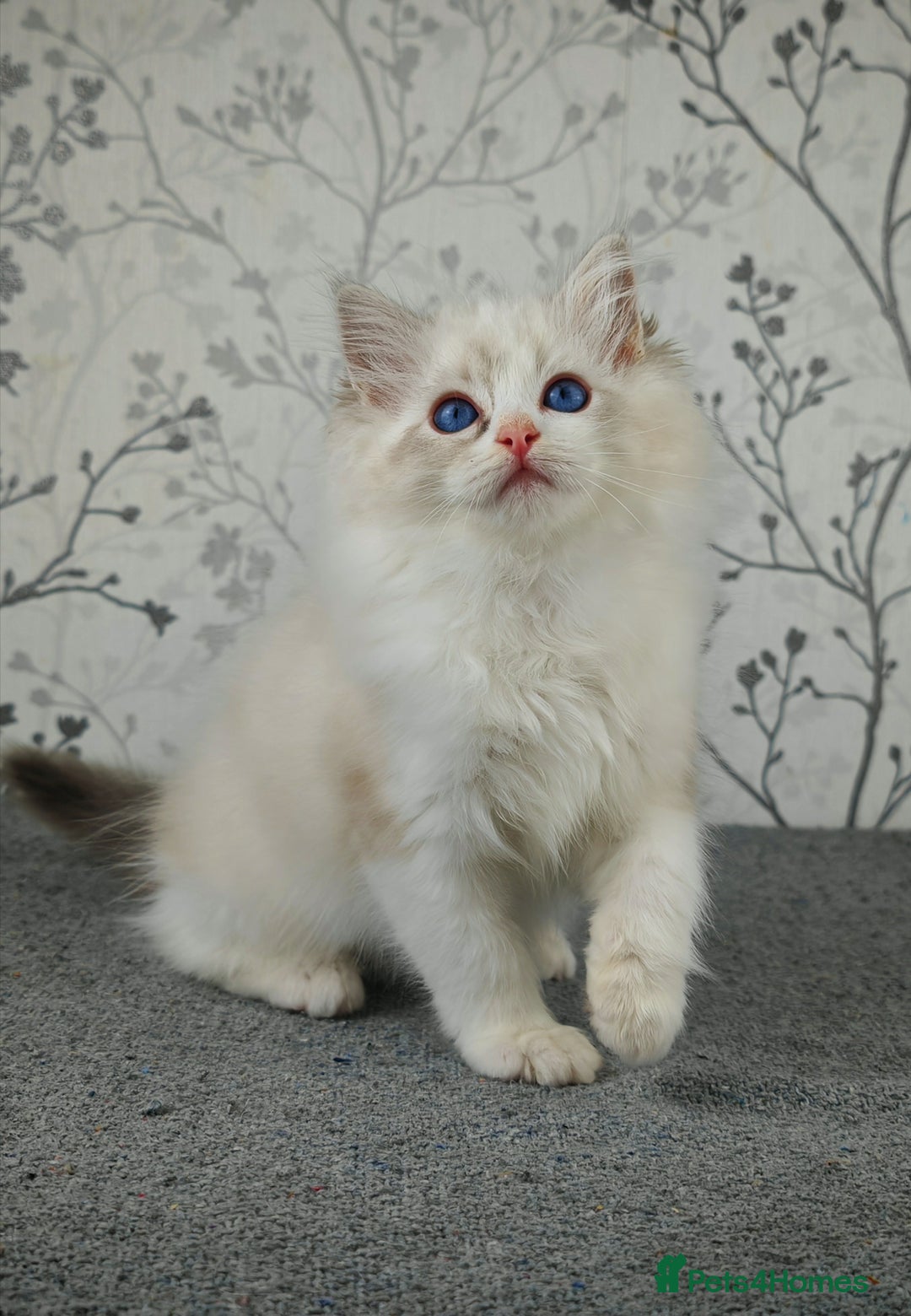 Ragdoll cats for sale: Regional Winner READY TO Go LAST BOY AND GIRL - Image 1