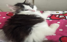 Mixed Breed cats for sale: tabby kittens - Image 3