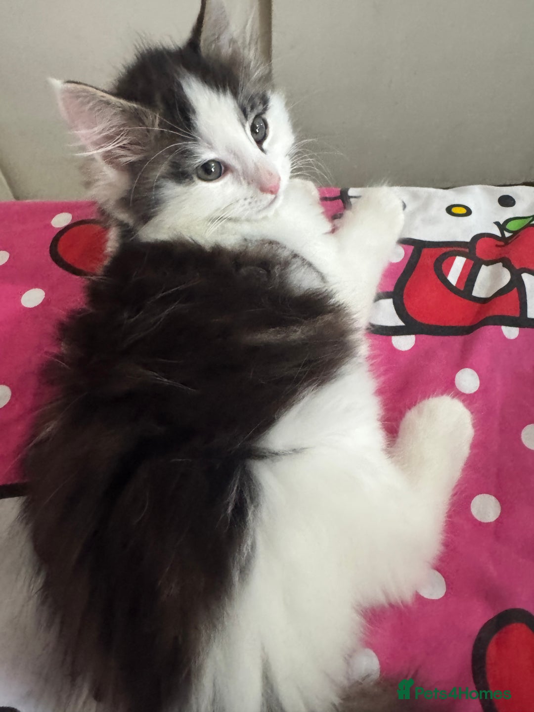 Mixed Breed cats for sale: tabby kittens - Image 3