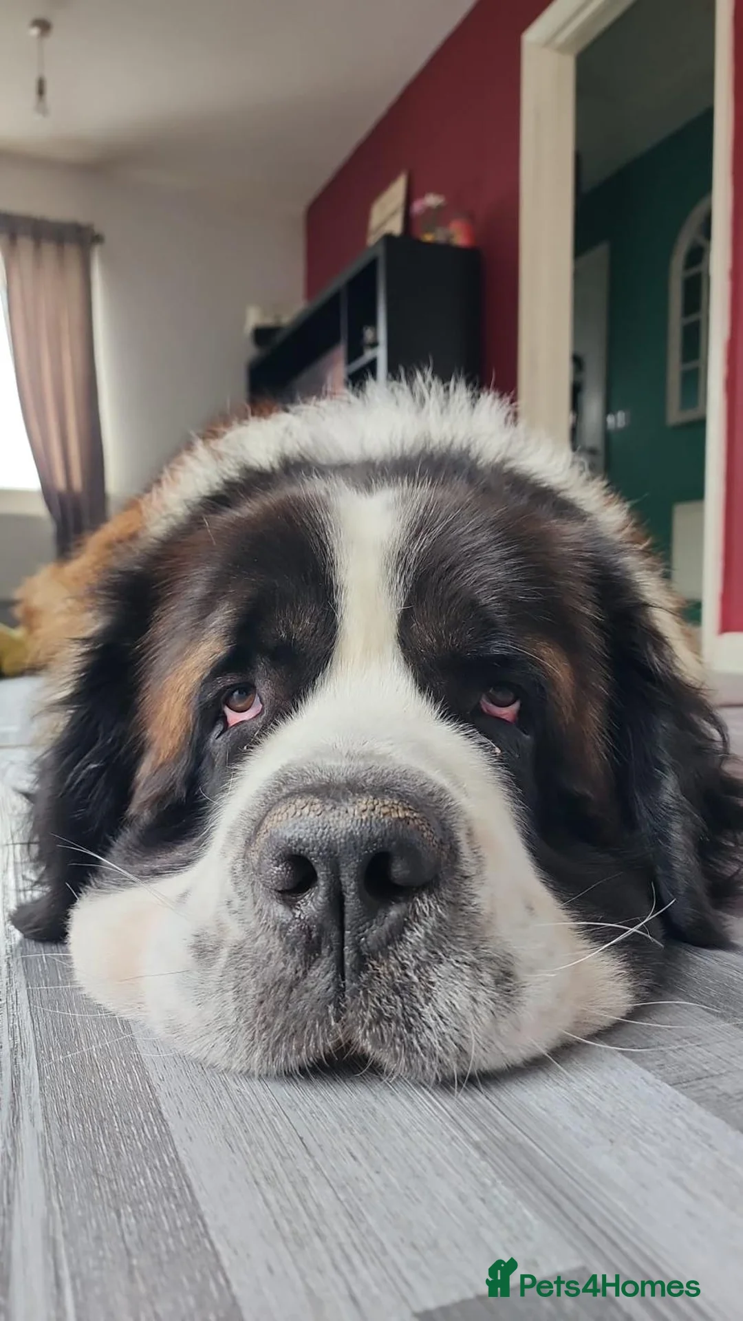 Saint Bernard dogs for sale: Male Saint Bernard  - Advert 7