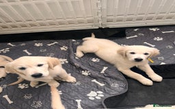 Golden Retriever dogs for sale: Only 2 left!Fully vaccinated !£1000 - Image 5