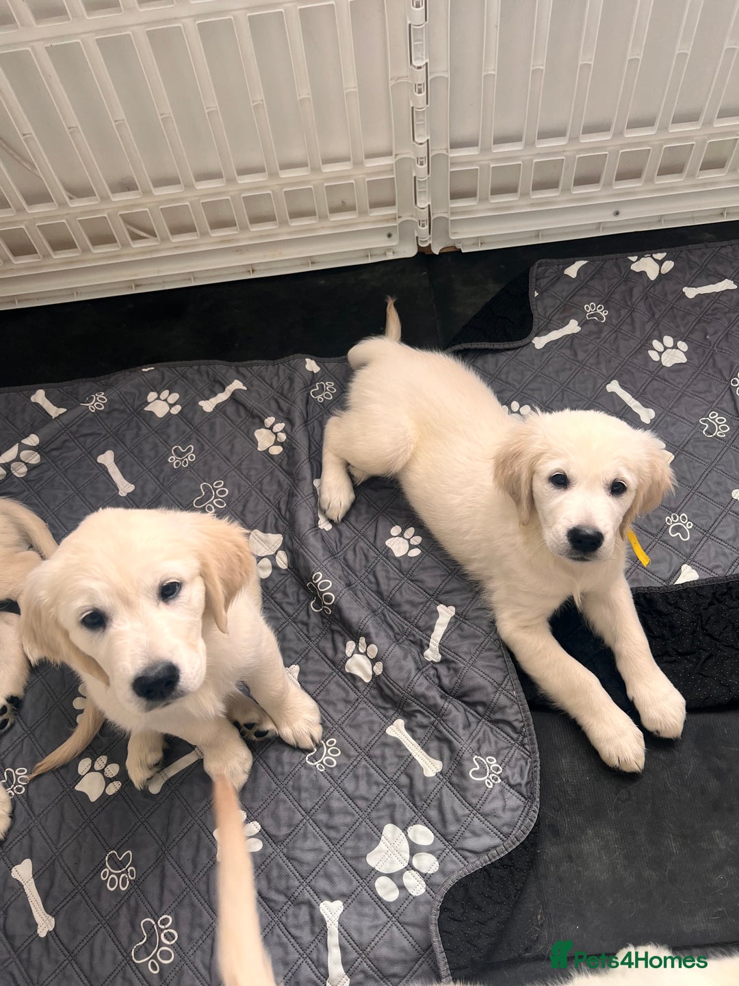 Golden Retriever dogs for sale: Only 2 left!Fully vaccinated !£1000 - Image 5