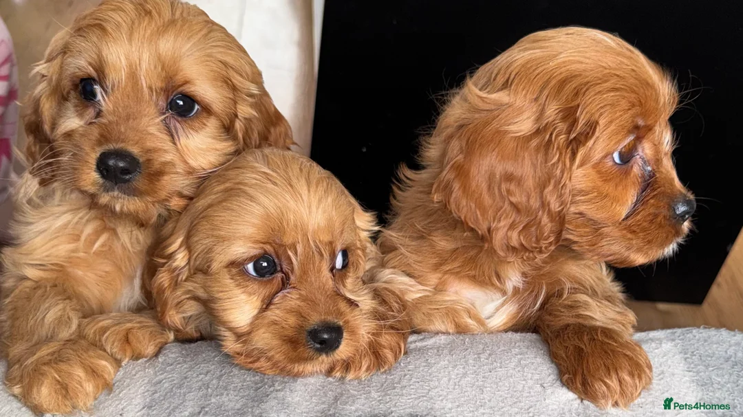Cavapoo dogs for sale: Cavapoo Puppies - Advert 2