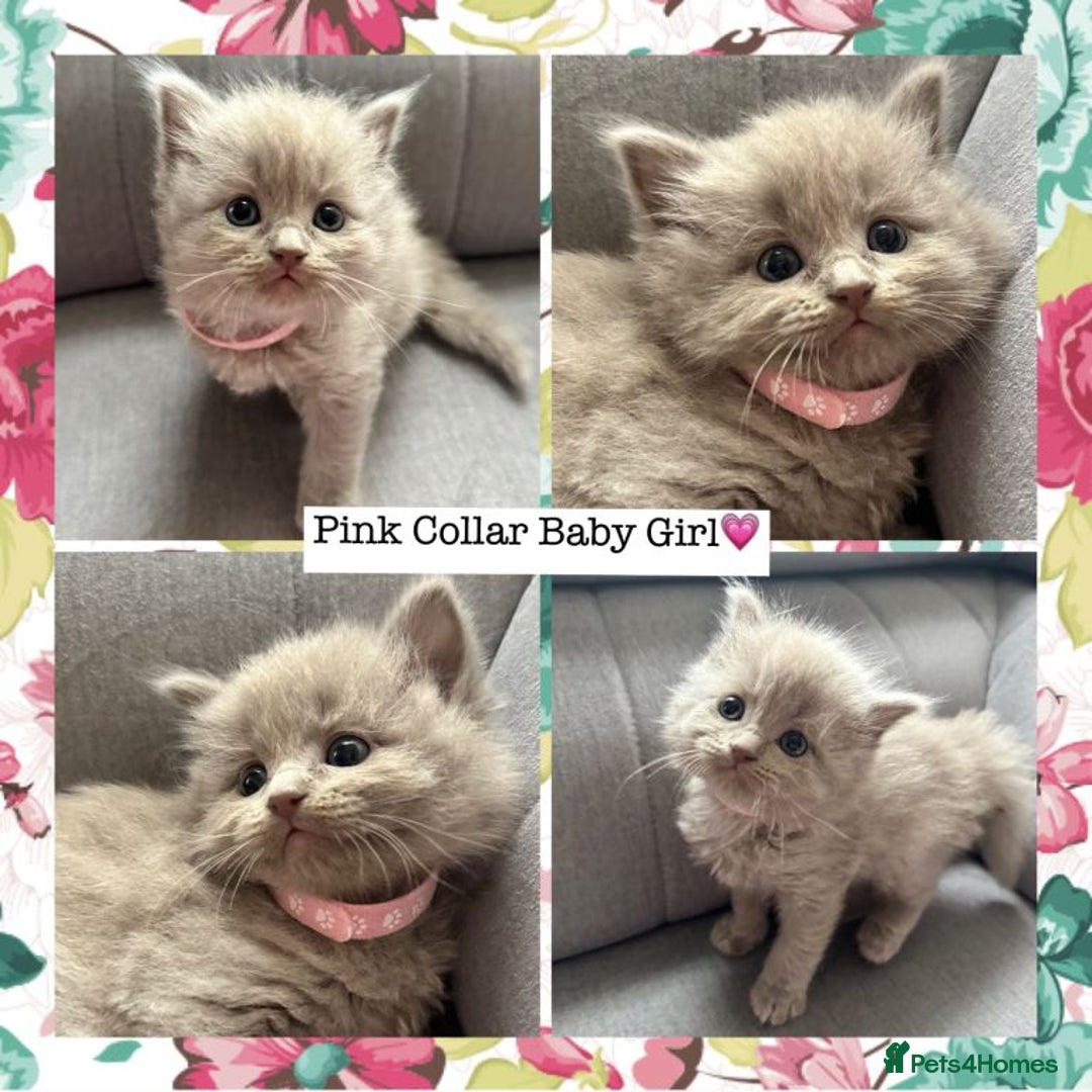 Ragdoll cats for sale: Ragdoll kittens - Advert 3