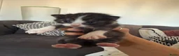 Mixed Breed cats for sale: Kittens for sale  - Advert 11