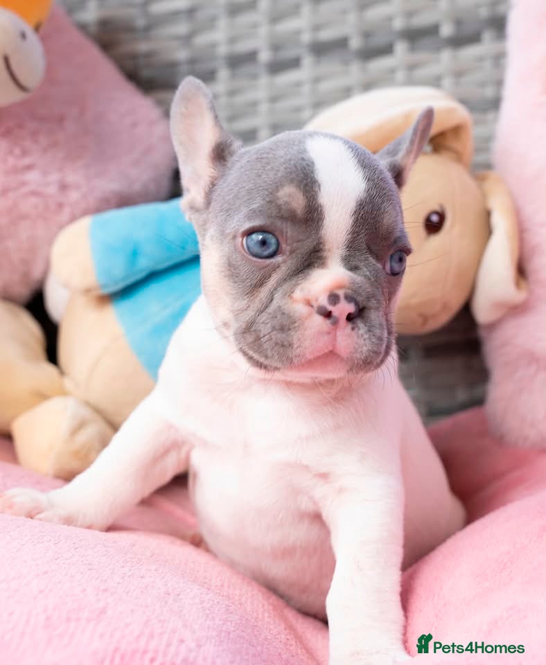 French Bulldog dogs for sale: Stunning litter of pied French bulldogs - Advert 32