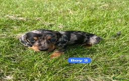 Dachshund dogs for sale: Dachshund Puppies  - Image 4