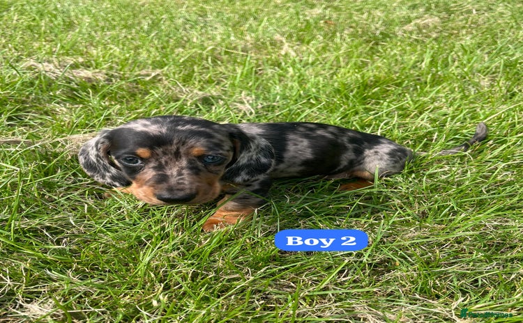 Dachshund dogs - Advert 1