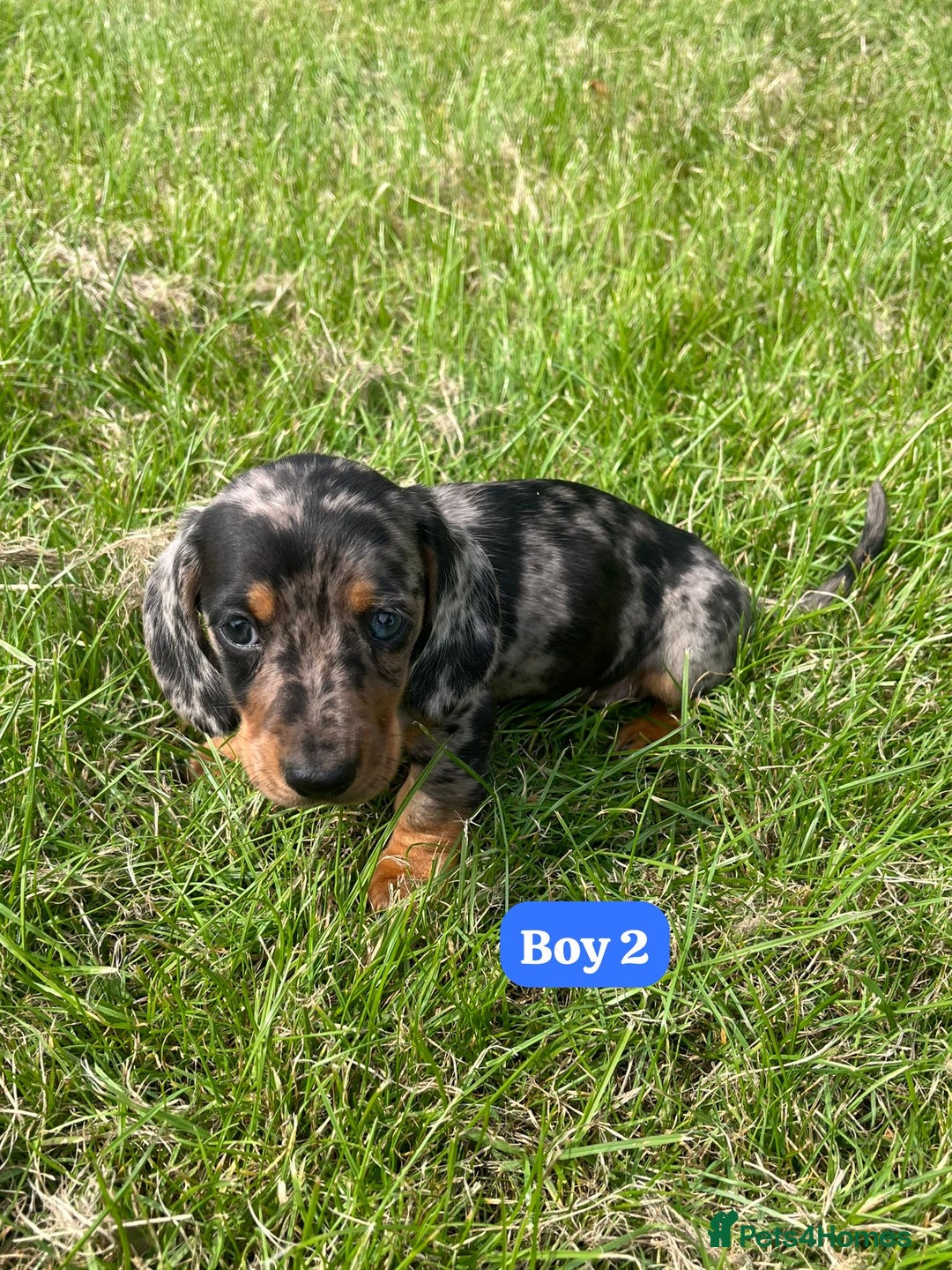 Dachshund dogs for sale: Dachshund Puppies  - Image 4