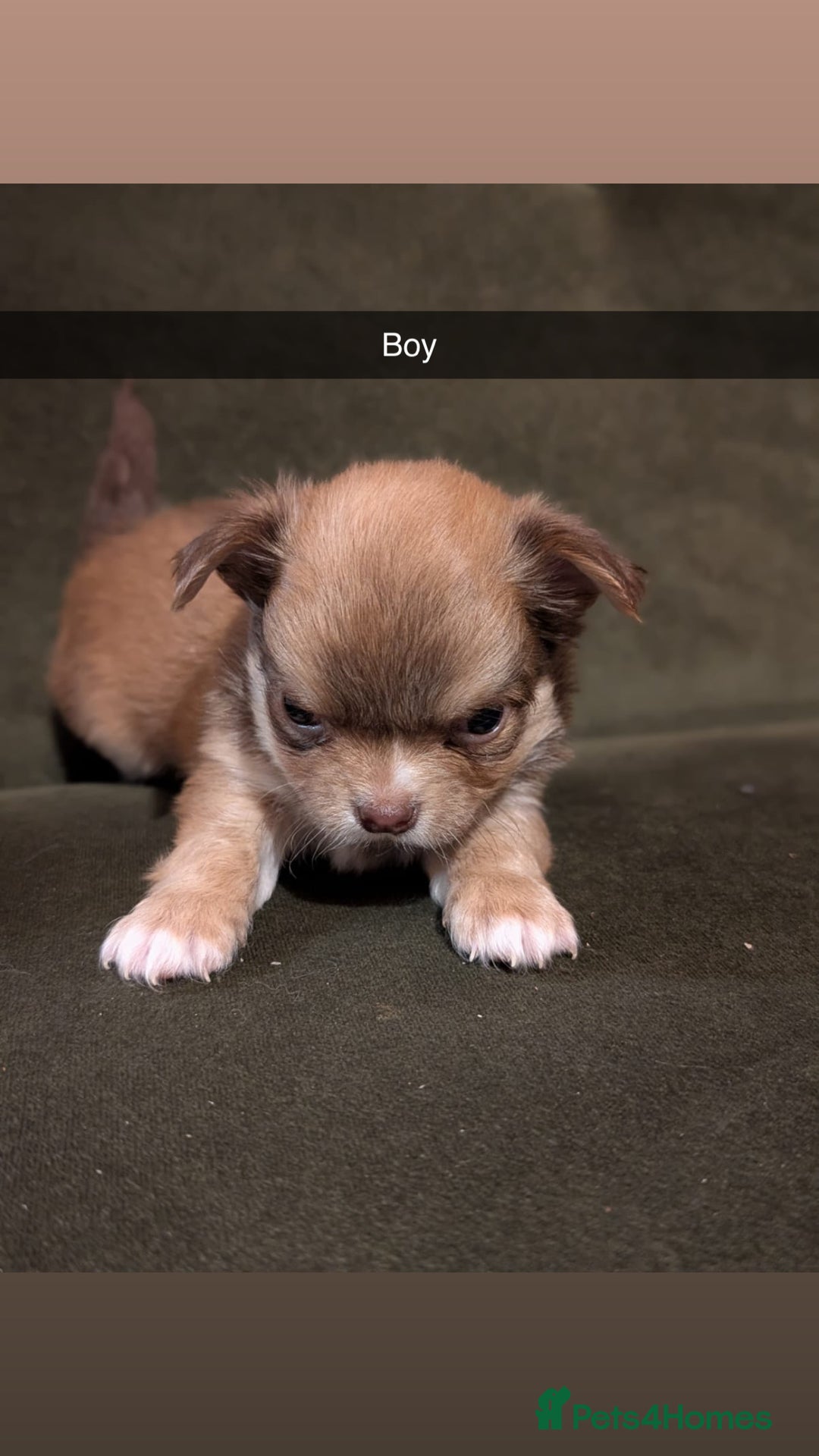 Chihuahua dogs for sale: ONLY 3 BOYS LEFT! pedigree chihuahua puppies - Advert 2