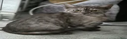 British Shorthair cats for sale: 3 gorgeous Kittens born to a BSH mother  - Advert 11