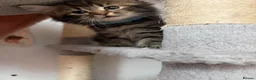Mixed Breed cats for sale: 🌻Domestic Long-Haired Ready2Go🌻  - Advert 30