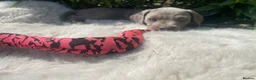Weimaraner dogs for sale: 💫Reduced Price KC Litter💫 - Advert 32