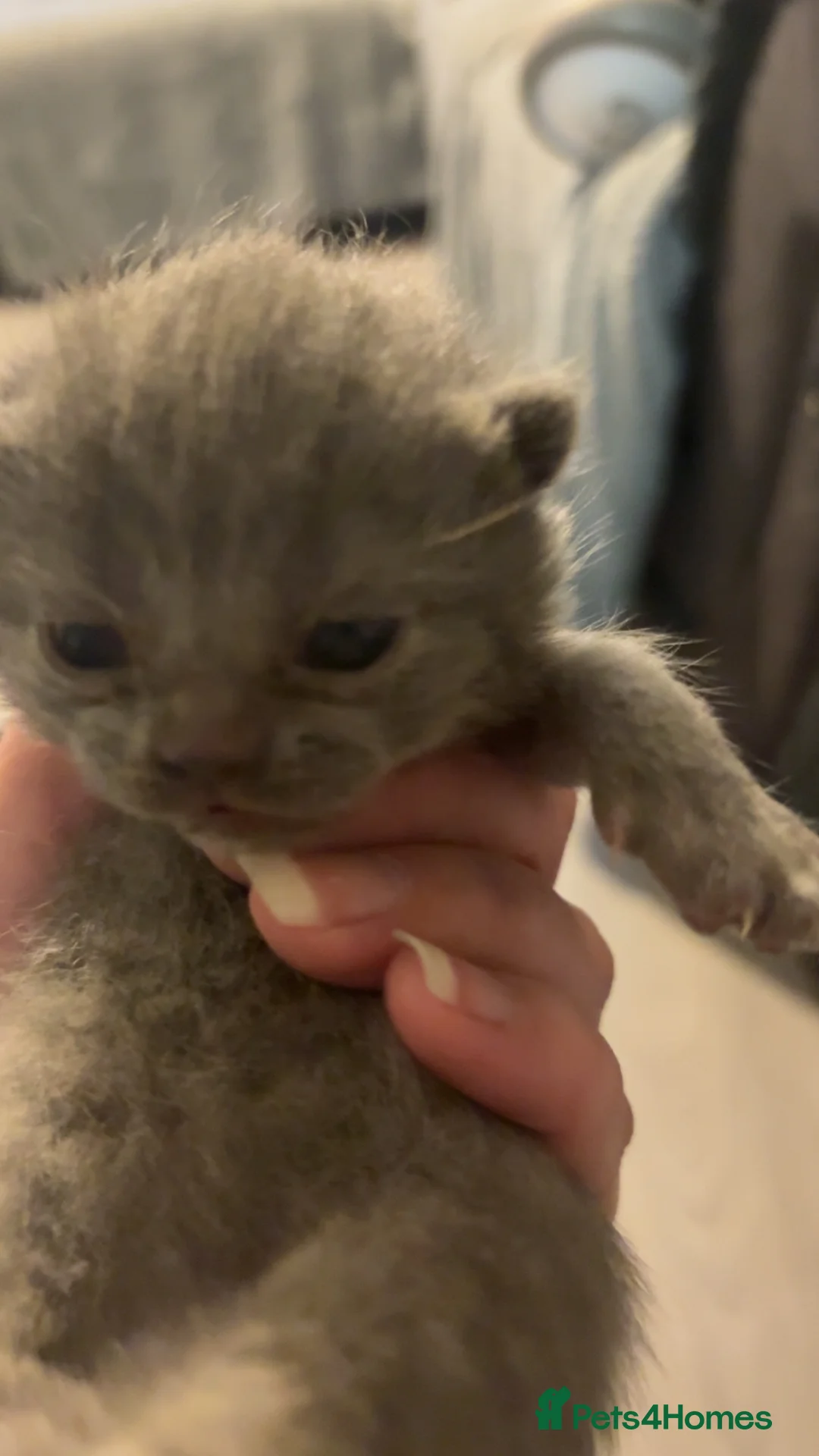 British Shorthair cats for sale: British shorthair kittens   - Advert 2