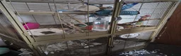Rat rodents for sale:  4 Rats and large cage setup for sale - Advert 9