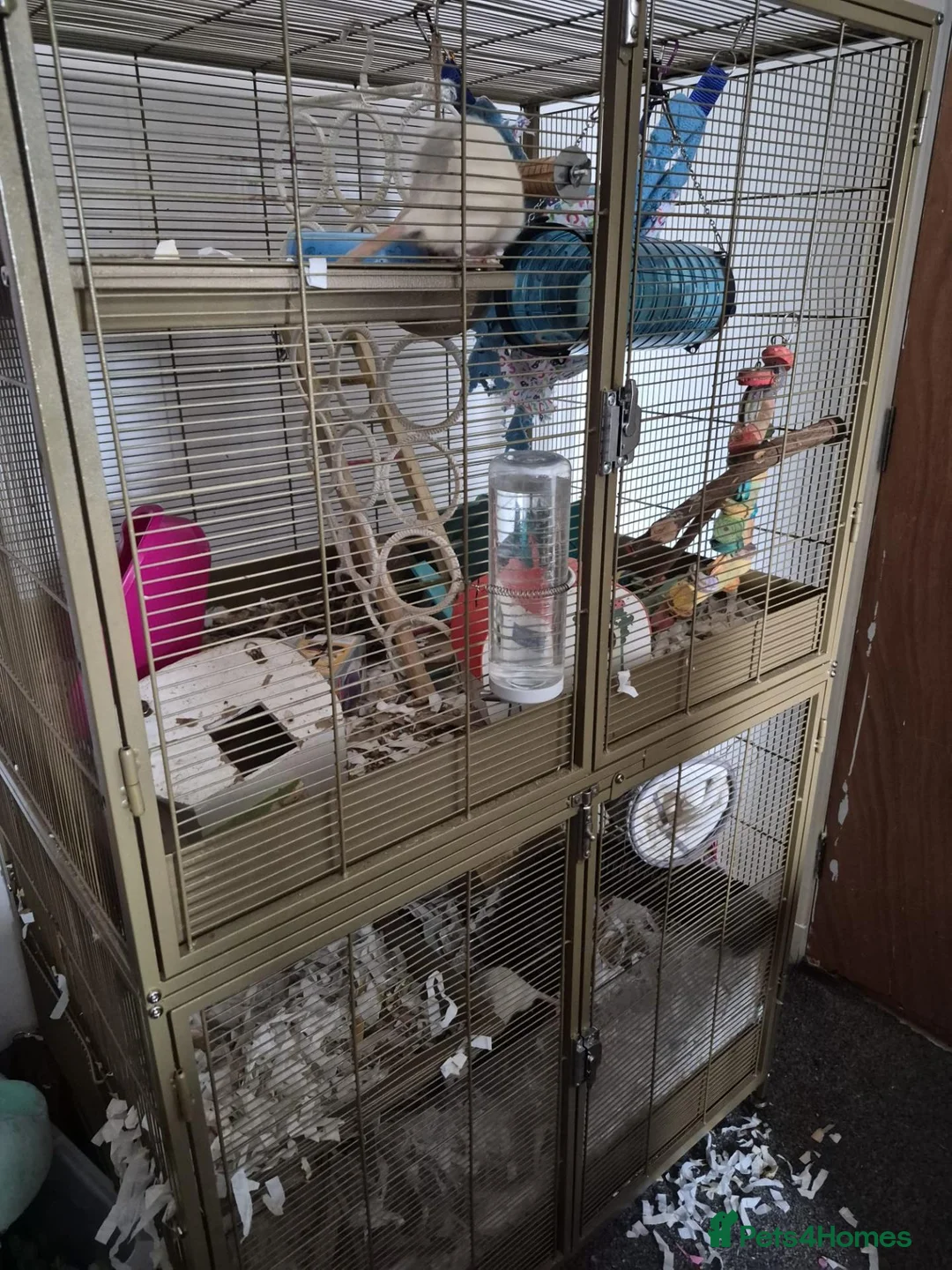 Rat rodents for sale:  4 Rats and large cage setup for sale - Advert 9