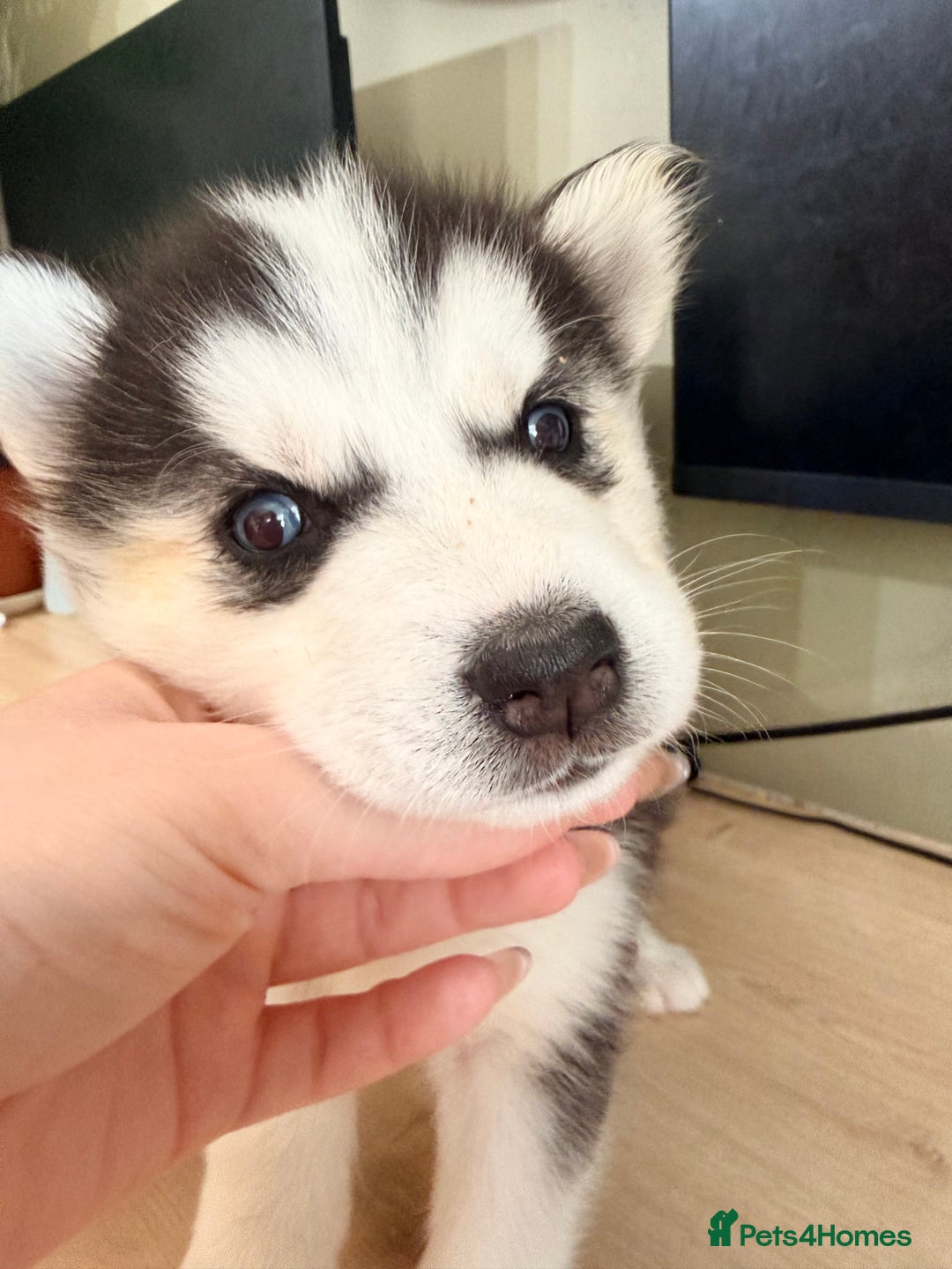 Siberian Husky dogs for sale: SIBERIAN HUSKY  - Image 27