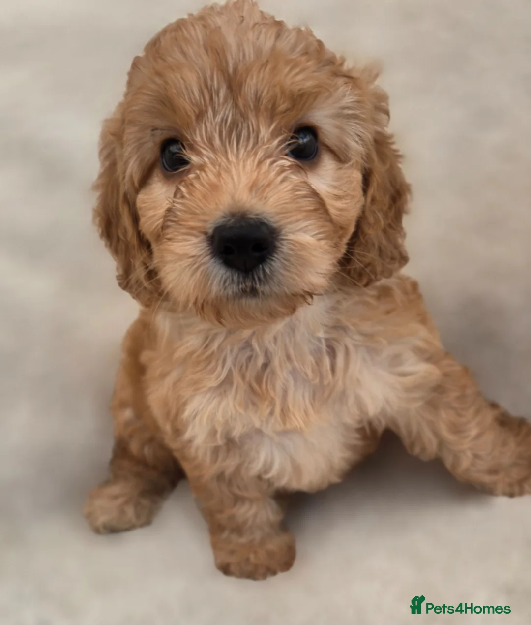 Cockapoo dogs for sale: Stunning F1 Cockapoo Puppies Beautiful Colours - Advert 1