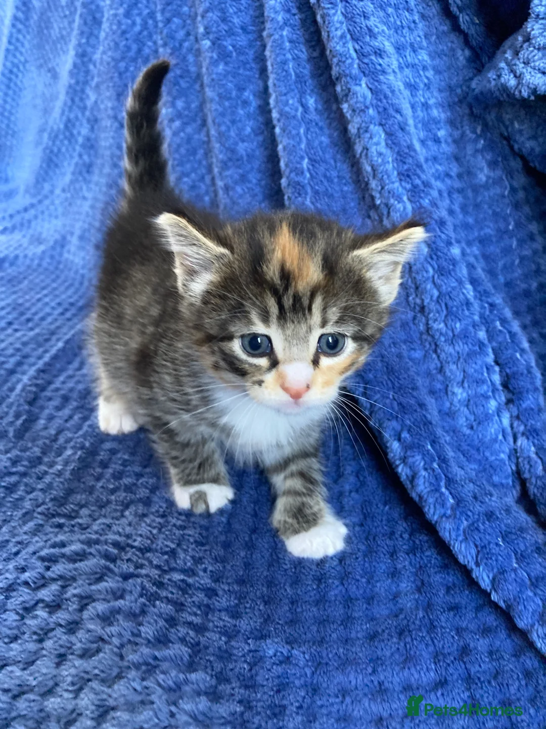 Maine Coon cats for sale: Maine coon kittens  - Advert 25