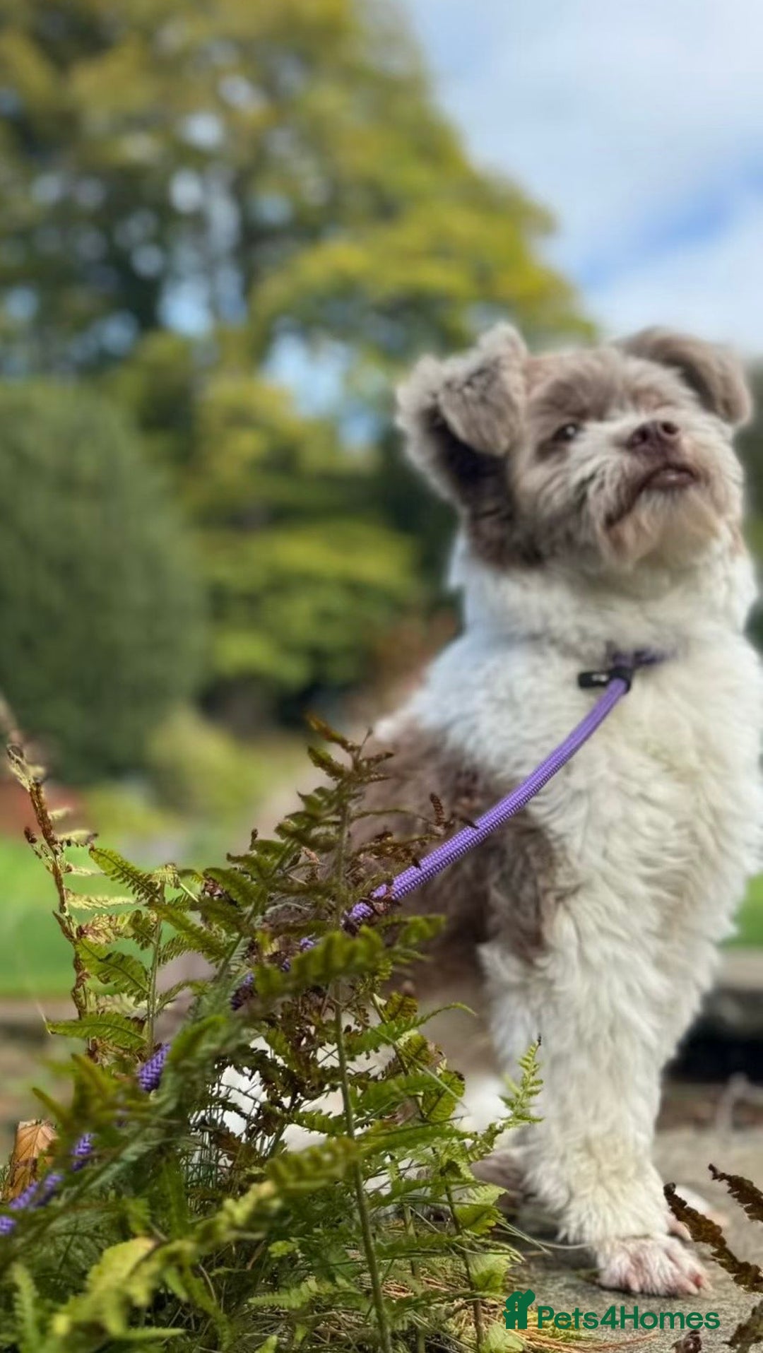Shihpoo dogs for sale: Very cute Shihpoo - Advert 6