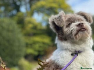 Shihpoo dogs Very cute Shihpoo - Advert 7
