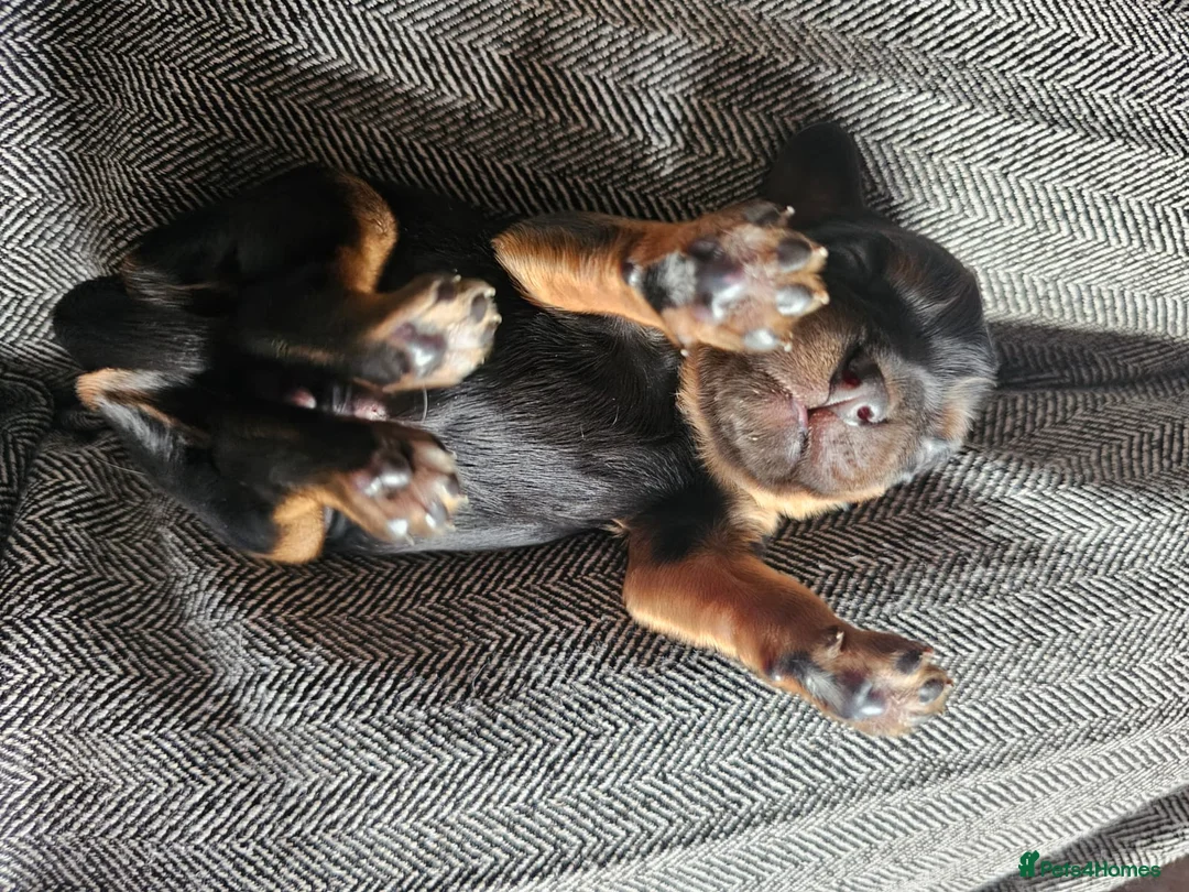 Cavalier King Charles Spaniel dogs for sale: KC registered Cavalier puppies  - Advert 2