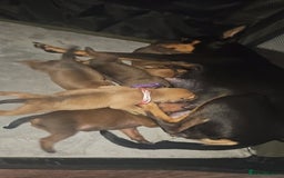 Miniature Pinscher dogs for sale: Miniature Pinscher puppies! - Image 13