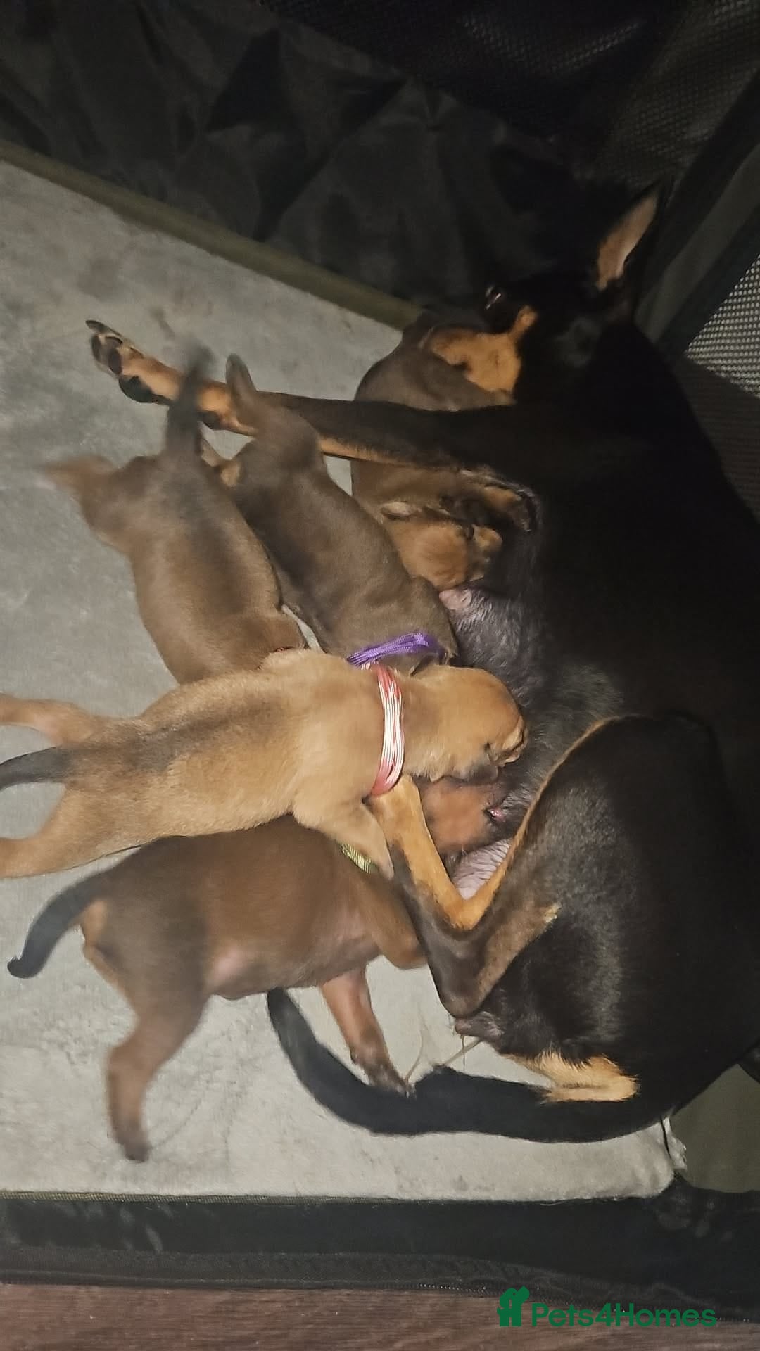 Miniature Pinscher dogs for sale: Miniature Pinscher puppies! - Image 13