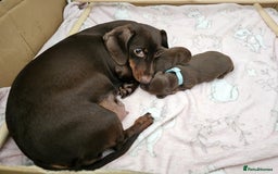 Miniature Dachshund dogs for sale: Minatare Dachshunds  - Image 10