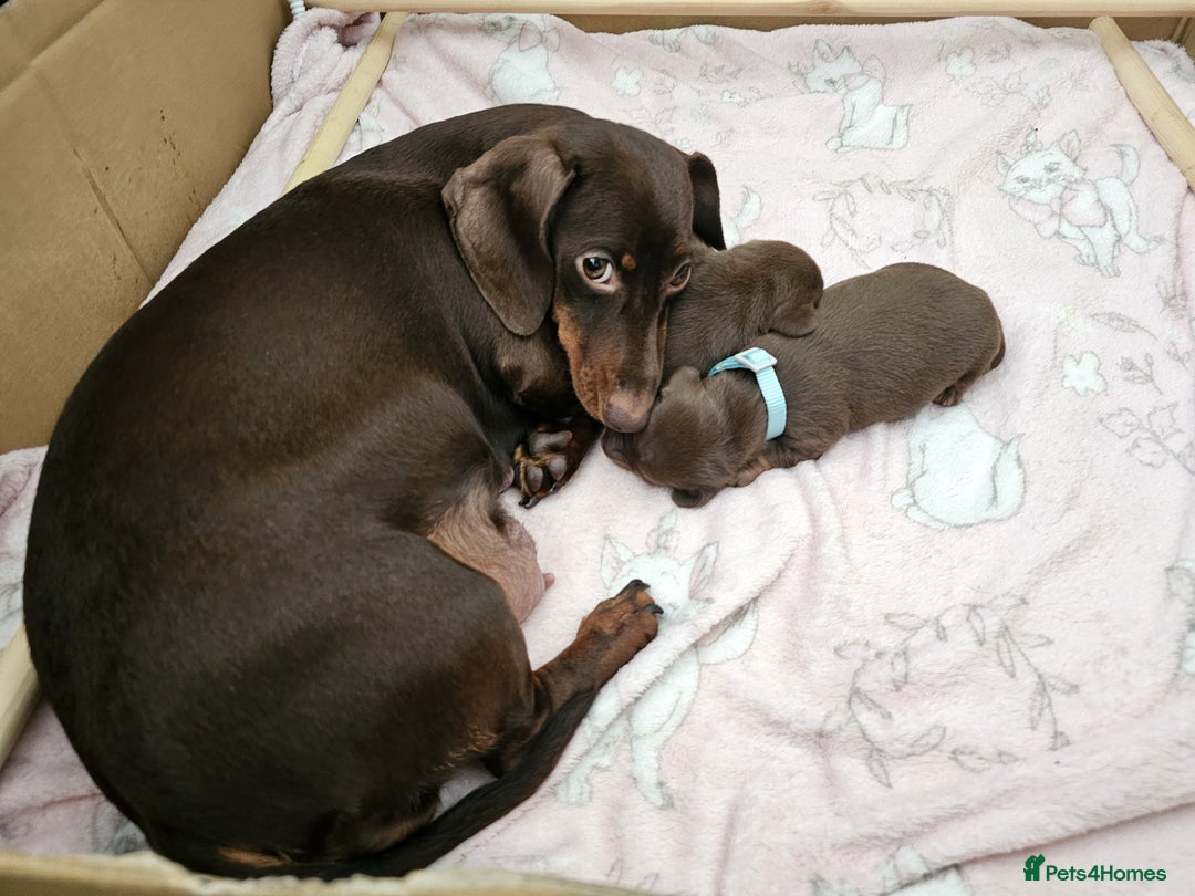 Miniature Dachshund dogs for sale: Minatare Dachshunds  - Image 10