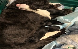 Miniature Schnauzer dogs for sale: 🎄🧑‍🎄Gorgeous KC Reg mini Schnauzers - Image 2