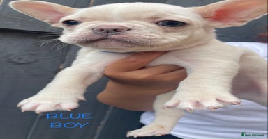 French Bulldog dogs in Nottingham - Advert 2