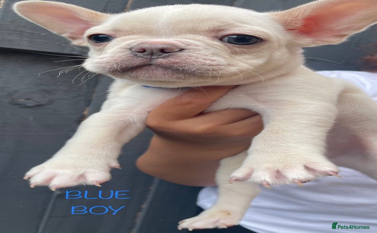 French Bulldog dogs in Nottingham - Advert 3