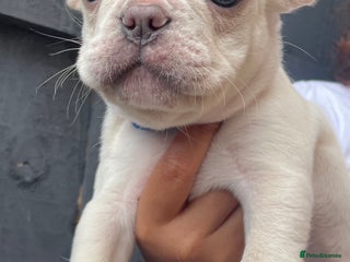 French Bulldog dogs in Nottingham - Advert 24