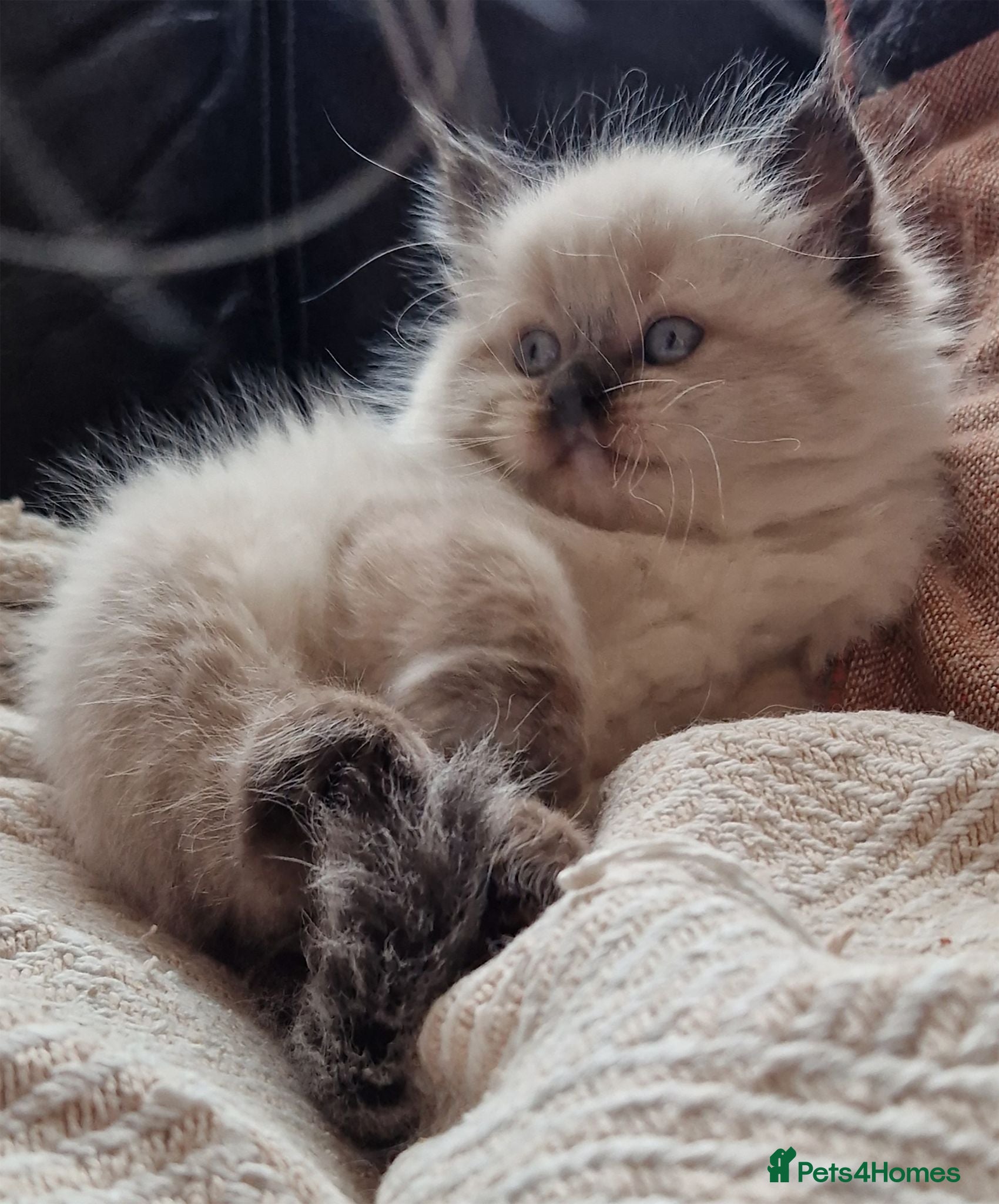 Ragdoll cats Ragdoll Kittens - Advert 2