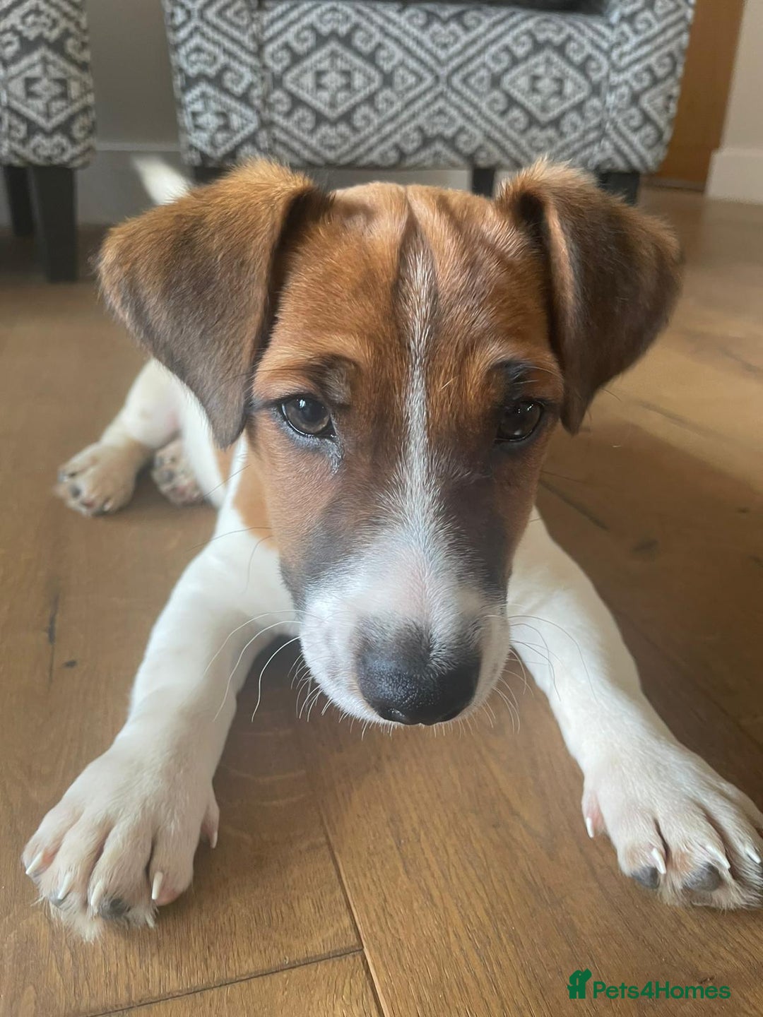 Jack Russell dogs for sale: Jack Russell Puppies - Image 11