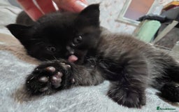 British Shorthair cats for sale: Kittens - Image 3