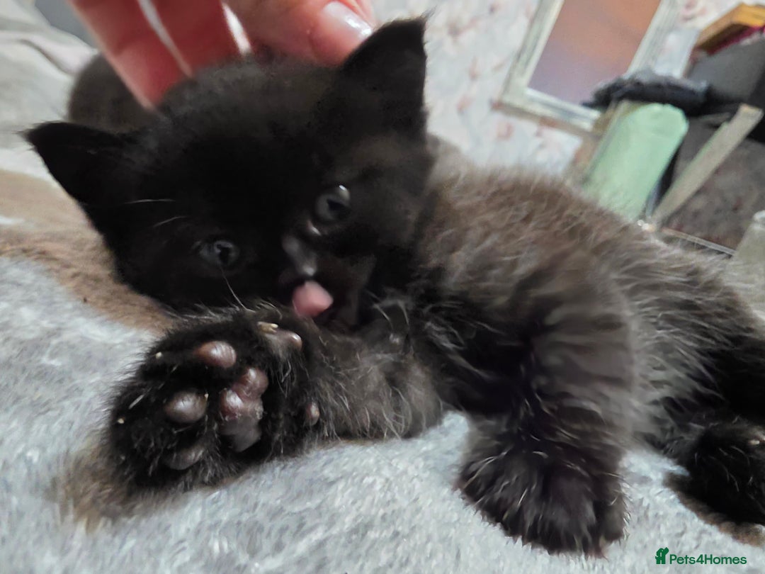 British Shorthair cats for sale: Kittens - Image 3